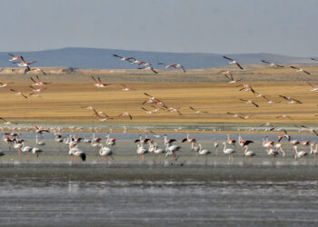 'Flamingo cenneti' Küçük Göl kurudu