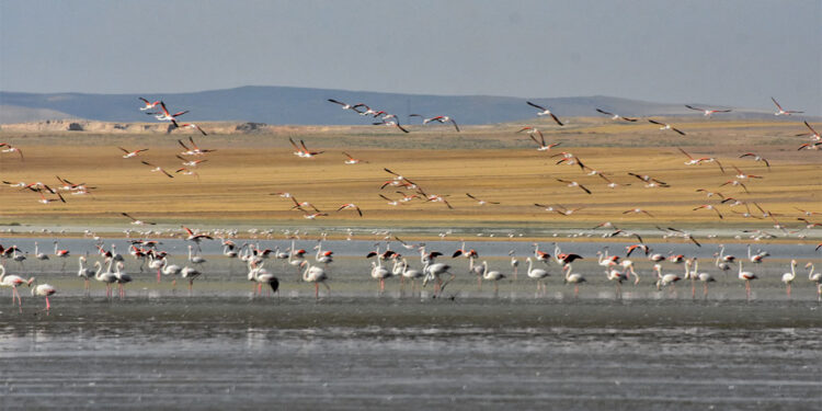'Flamingo cenneti' Küçük Göl kurudu