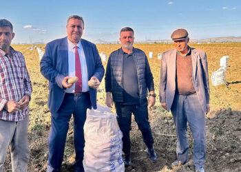 Tarlada patatesin yüzüne bakan yok