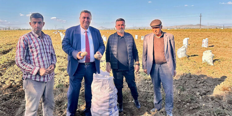 Tarlada patatesin yüzüne bakan yok