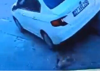 Gaziantep'te sokak köpeğine çarpan sürücü gözaltına alındı