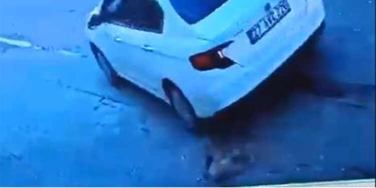 Gaziantep'te sokak köpeğine çarpan sürücü gözaltına alındı