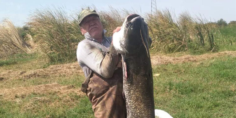 25 kilogram ağırlığında yayın balığı oltaya takıldı