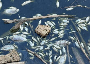 Gediz Nehri'nde toplu balık ölümleri