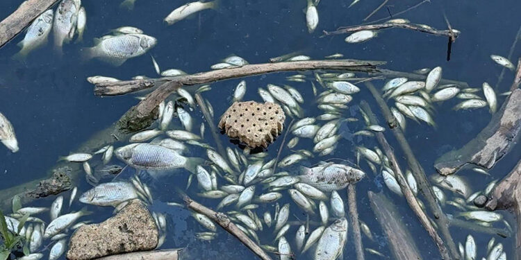 Gediz Nehri'nde toplu balık ölümleri