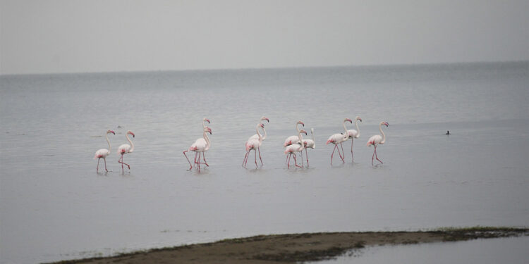 Göç yolundaki flamingolar İznik Gölü’nde konakladı
