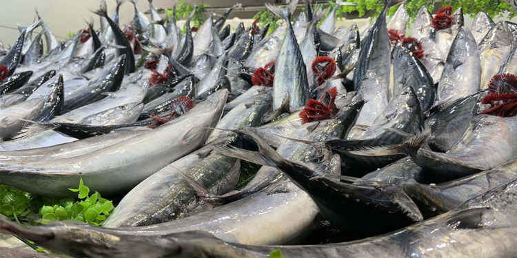 Bu yıl hamsi az, palamut bol