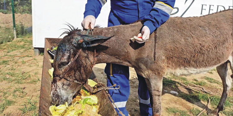 Ölüme terk edilen sahipsiz eşek Emekli Hayvanlar Çiftliği’nde