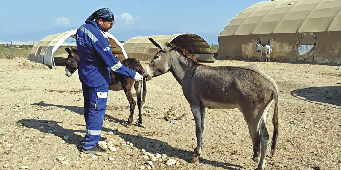 Hatay’da başında, boynunda ve vücudunun değişik bölgelerinde kesiklerle bataklık kenarında ölüme terk edilen sahipsiz eşek, Osmaniye’de Emekli Hayvanlar Çiftliği’ne getirilerek, tedaviye alındı.
