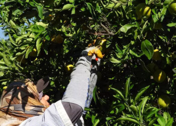 Hatay'da erkenci cins mandalina hasadı başladı