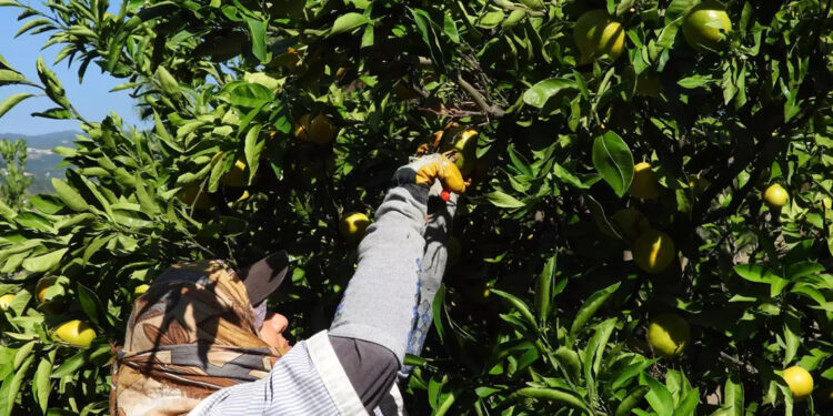 Hatay'da erkenci cins mandalina hasadı başladı