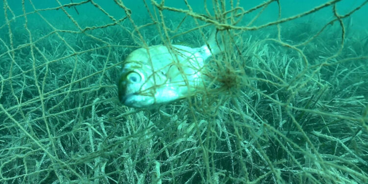 Hayalet ağların deniz ekosistemine verdiği zarar görüntülendi