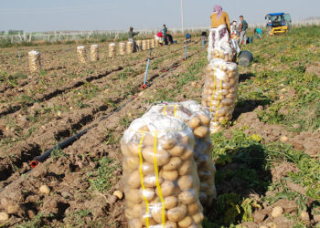 Niğde'de kışlık patates hasadı başladı