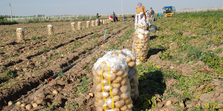 Niğde'de kışlık patates hasadı başladı