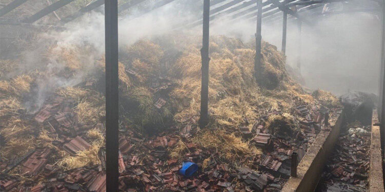 Besihanede çıkan yangında 1 inek 2 buzağı öldü