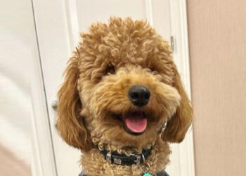 Tasmasız kangal köpeğin saldırdığı köpek öldü