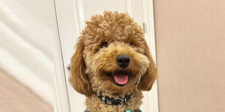 Tasmasız kangal köpeğin saldırdığı köpek öldü