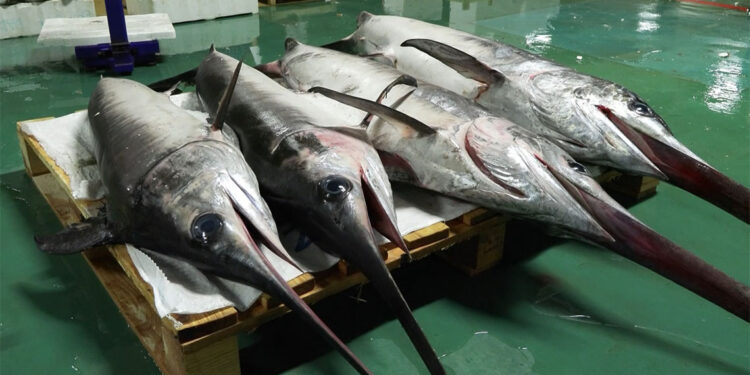 Gürpınar Balık Hali'nde balıklar mezat usulüyle satışa çıkarıldı