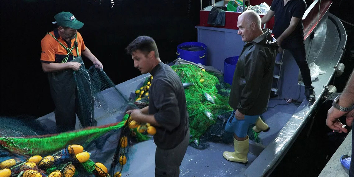 Gece yarısından itibaren başlayan av sezonunun ardından balıkçıların dönüşüyle Gürpınar Balık Hali'nde hareketlilik yaşandı. Denizden avlanarak kasalara alınan balıklar mezat usulüyle satışa çıkarıldı.