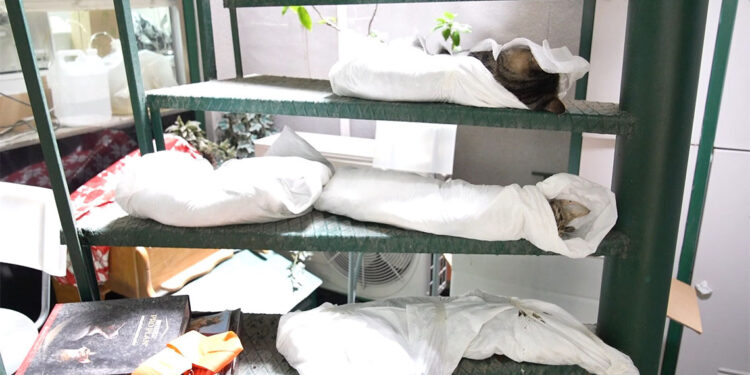 Kadıköy'de sokak hayvanı katliamı: 25 kedi ve köpek zehirlendi