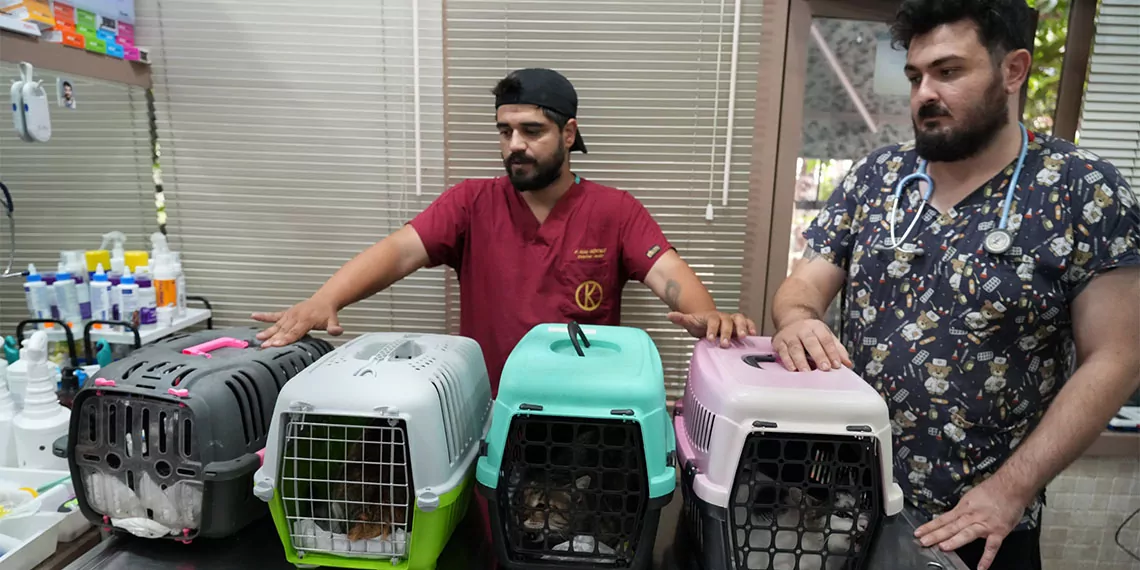 Kadıköy'de sokak hayvanı katliamı; kimliği belirsiz kişi veya kişiler sokak hayvanlarını zehirledi. 22 kedi ve 3 köpek hayatını kaybetti.