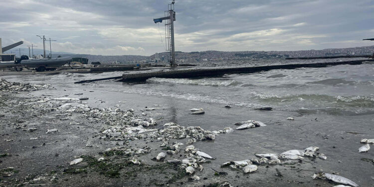 İzmir Körfezi'ndeki kirlilik balık satışlarını vurdu