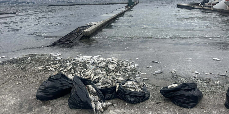İzmir'de balık ölümleri ve kötü koku sürüyor