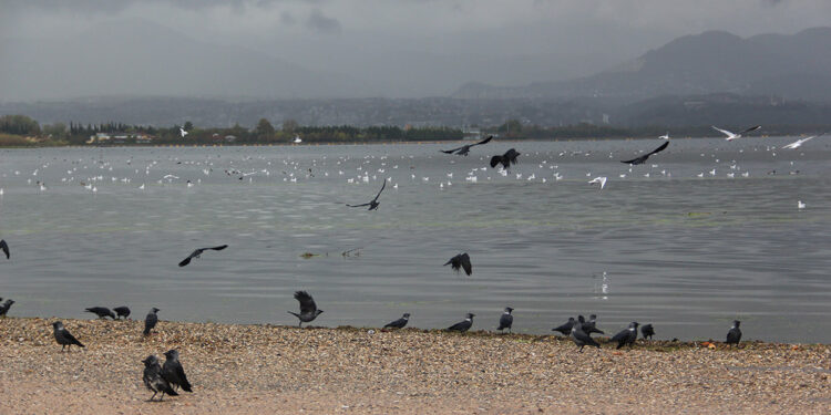 İzmit Körfezi'nde yüzlerce kuş, güzel görünütüler oluşturdu