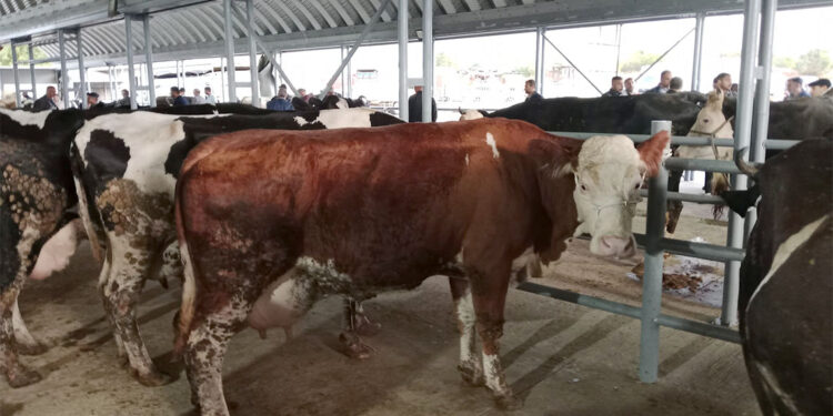 Çiçek ve şarbon hastalığı nedeniyle hayvanlar meraya çıkartılmayacak