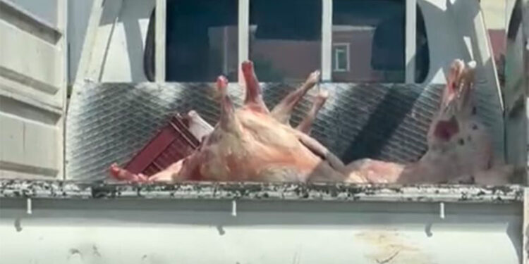 Kamyonetin kasasında kilolarca et taşındı