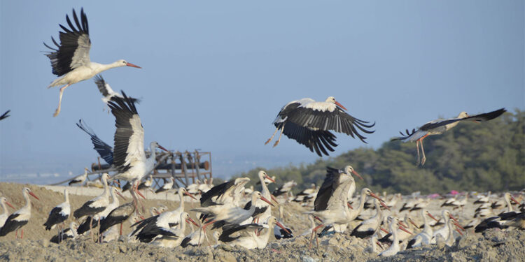 Avrupa'dan Afrika'ya göçe başlayan kuşlar Mersin semalarını süslüyor