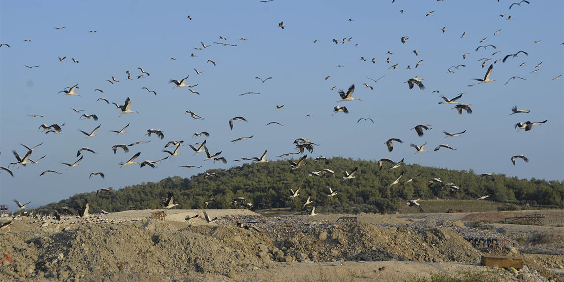 Avrupa'dan Afrika'ya göçe başlayan kuşlar, dinlenme ve mola yeri olarak geldikleri Mersin'de, görsel şölen oluşturuyor.