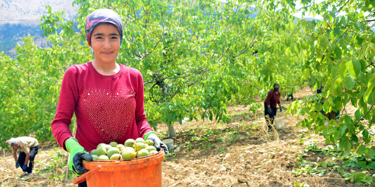 Kahramanmaraş'ta, AB tescilli Çağlayancerit cevizinin hasadı başladı