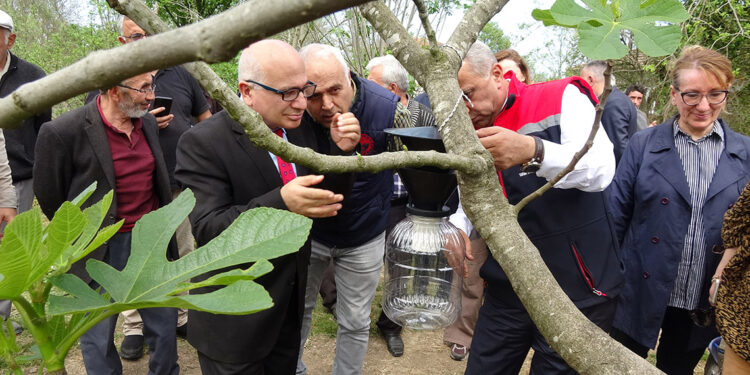 Kahverengi kokarcaya hunili tuzak