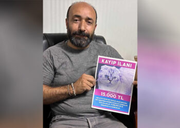Kaybolan kedisini bulana 15 bin TL ödül vadetti