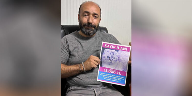 Kaybolan kedisini bulana 15 bin TL ödül vadetti