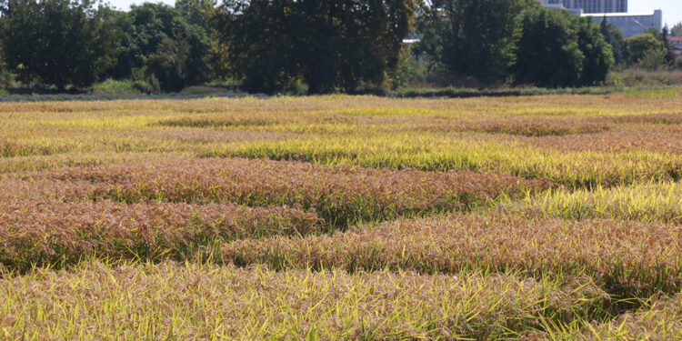 Kuraklığın etkilediği Edirne'de çeltikte 'verim kaybı' endişesi