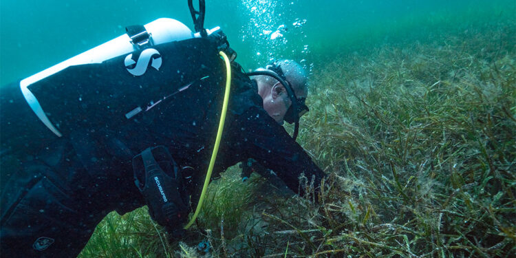 Marmara Denizi'nde deniz çayırı ekimi başladı