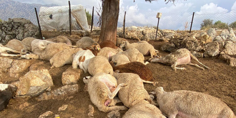 Çınar ağacına yıldırım düştü 30 küçükbaş öldü