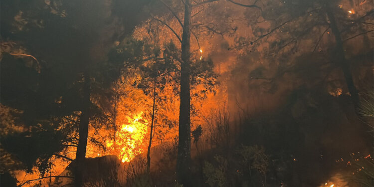 Muğla'da yangın; arı kovanları yandı