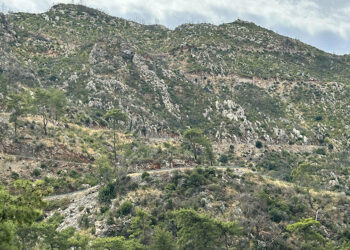 Marmaris'te yanan alanlar yeniden yeşerdi
