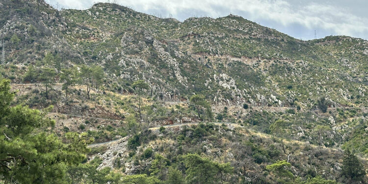 Marmaris'te yanan alanlar yeniden yeşerdi