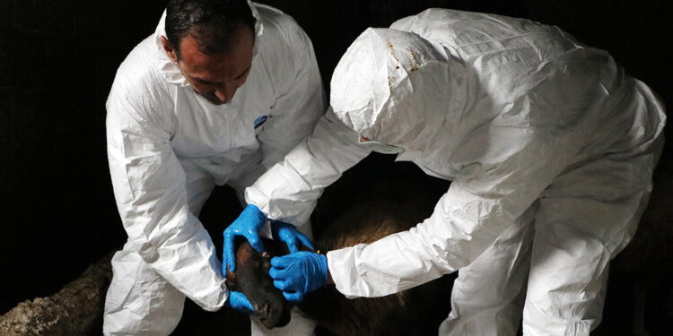 Mavi dil hastalığında Türkiye için telaşa gerek yok