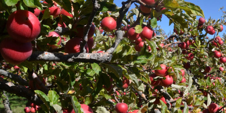 Misket elması üretiminin yüzde 70'inin yapıldığı Niğde'de hasat dönemi