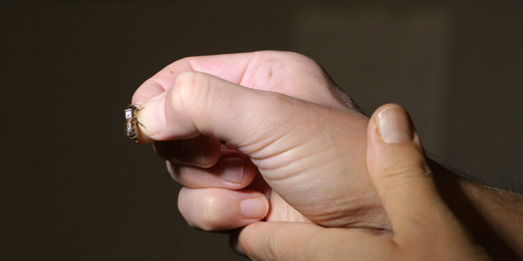 Nesli tehlike altındaki arılar için yapay zekalı koruma