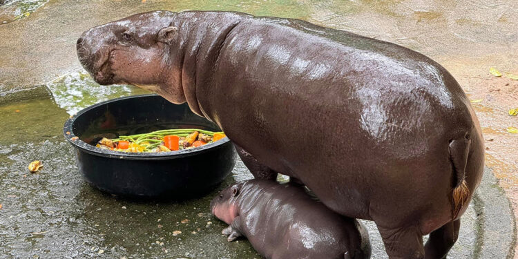 Nesli tehlike altındaki cüce su aygırı dünya çapında ilgi odağı oldu