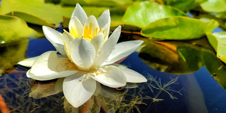 Nilüfer çiçeğinin bir günlük yolculuğu kamerada