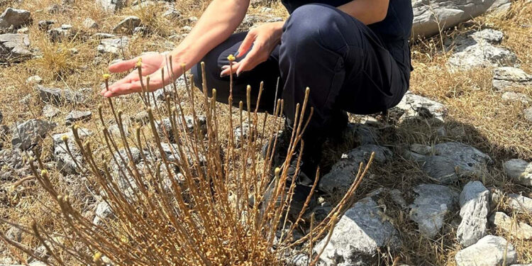 Ölmez Çiçeğini koparmanın cezası 387 bin 141 TL