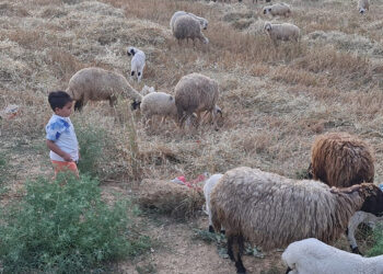 Osmaniye'de küçükbaş ve büyükbaşlara 'mavi dil' karantinası