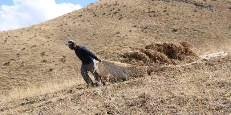 Ot balyalarını brandayla köye indiriyorlar